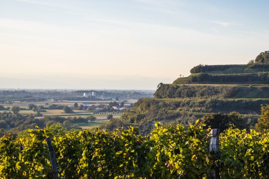Vineyard terraces overlooking a valley at sunset