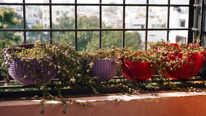 A Small-Space Herb Garden That Thrives on a Balcony or Sunny Windowsill