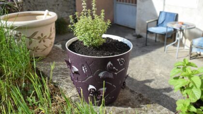 Easy balcony herb garden guide for beginners
