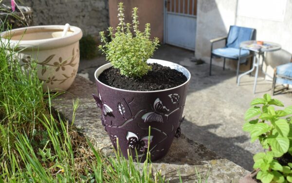 Easy balcony herb garden guide for beginners