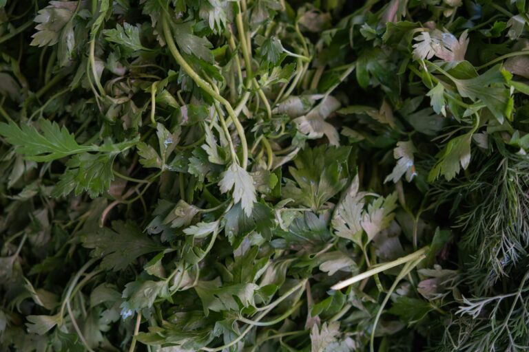 Fresh basil parsley rosemary pots