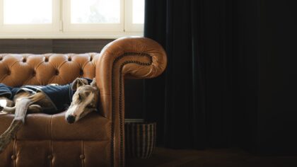Everyday rituals with your pet that enrich both your lives