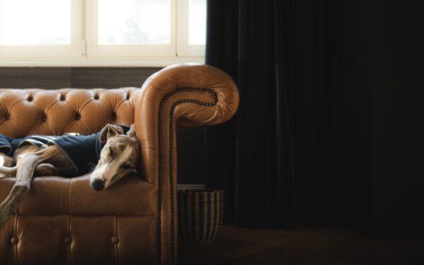 Everyday rituals with your pet that enrich both your lives
