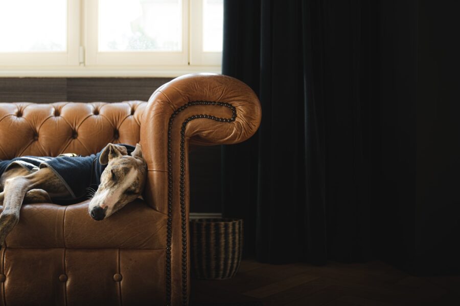 Person cuddling dog sofa