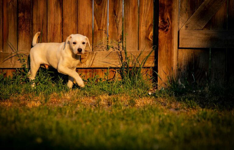 Puppy toilet training backyard