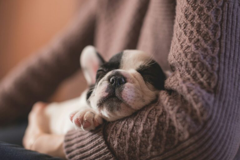 Owner socializing puppy another calm dog