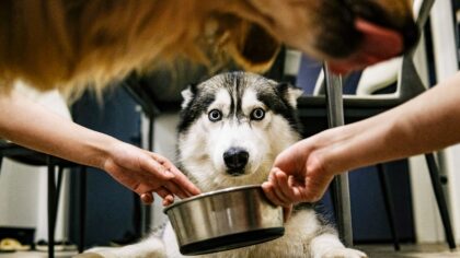 How pets can teach children responsibility and kindness at home
