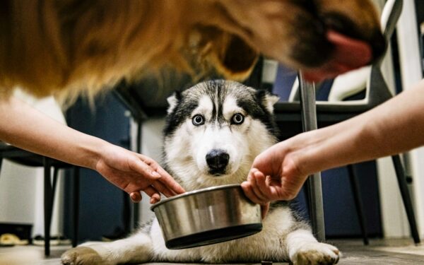 How pets can teach children responsibility and kindness at home
