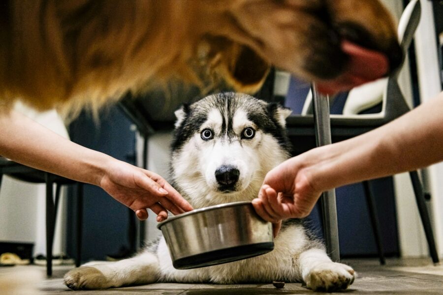 Child feeding dog kitchen