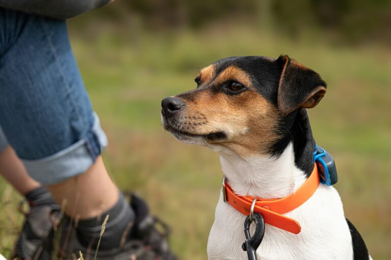 Close dog wearing properly fitted collar harness