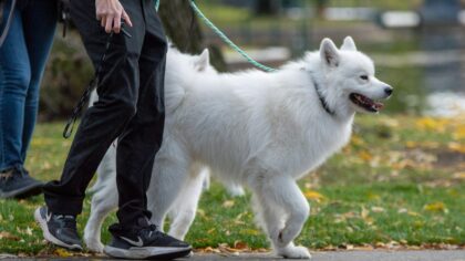 How to choose the right collar and leash for stress free walks with your dog