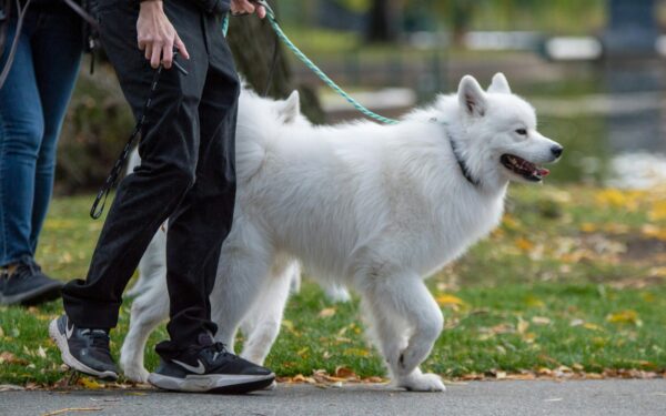 How to choose the right collar and leash for stress free walks with your dog
