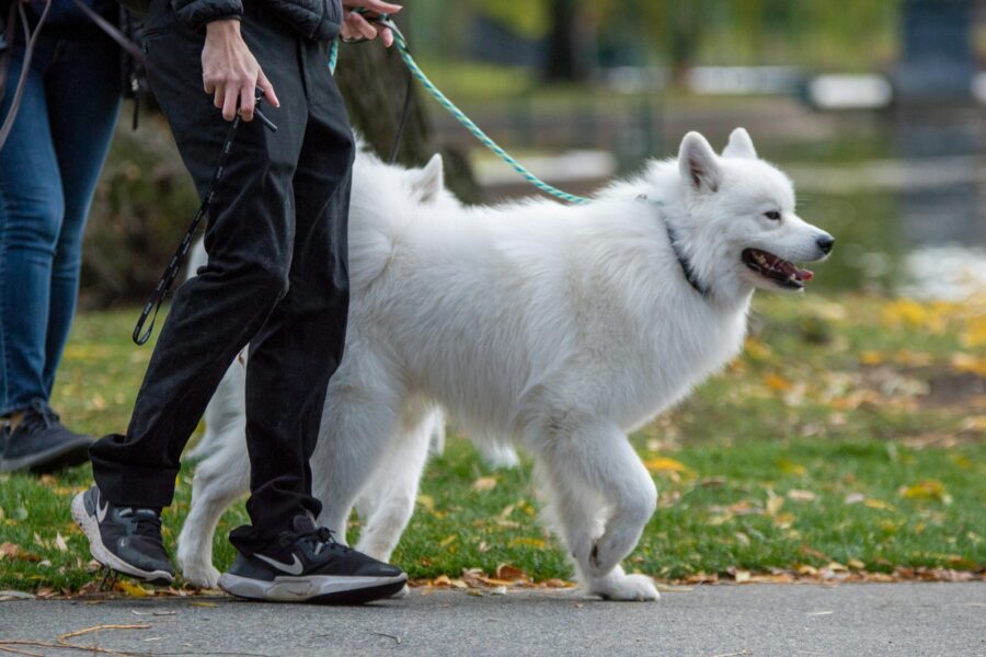 Choose right collar leash stress free walks dog