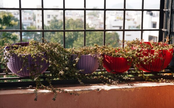 Practical Balcony Container Gardening: Grow Herbs and Salad Greens in a Small Space