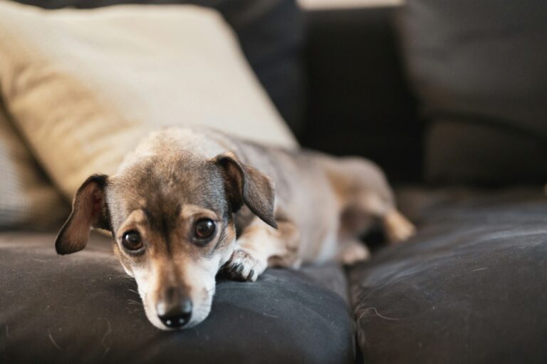 Dog calmly lying mat living room detail