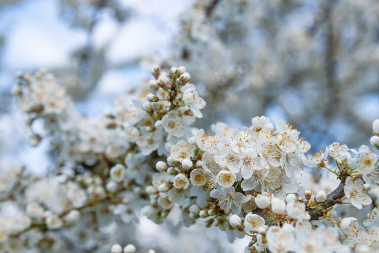 Woman sneezing tissue blooming trees spring pollen detail