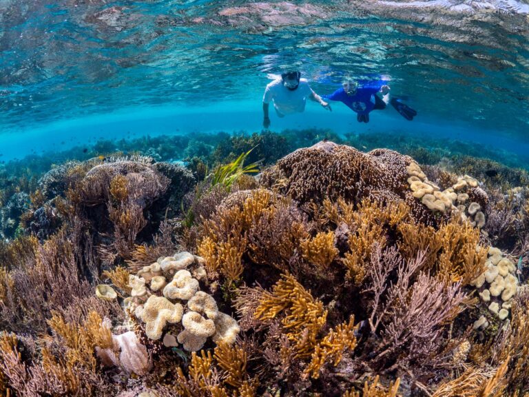 Snorkelers coral reef