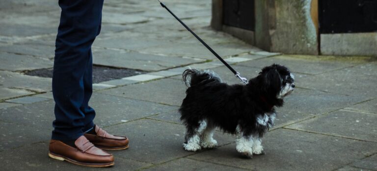 Dog showing calming signals around strangers