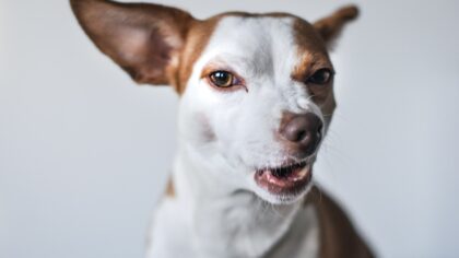 How to read your dog’s calming signals and prevent problem behavior
