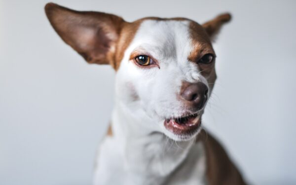 How to read your dog’s calming signals and prevent problem behavior