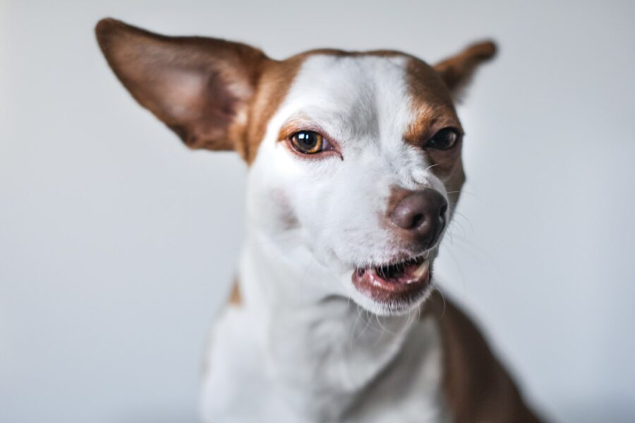 Dog body language calming signals