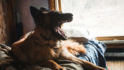 How to read your dog’s stress signals and turn them into calmer everyday behavior