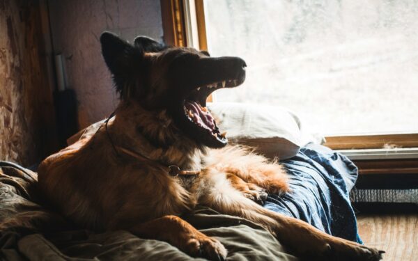 How to read your dog’s stress signals and turn them into calmer everyday behavior