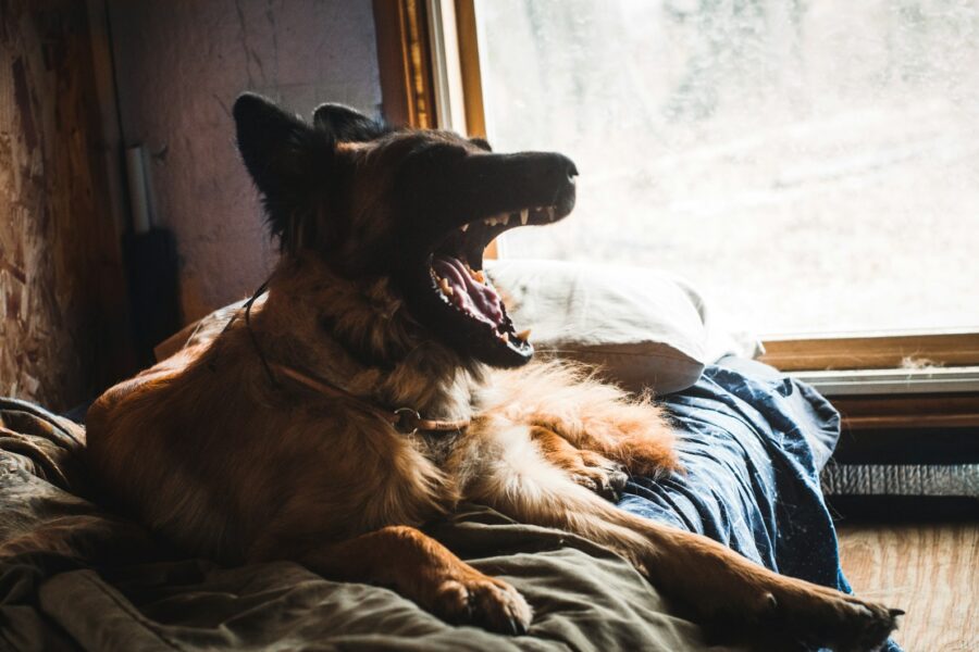 Read dog stress signals turn them into calmer