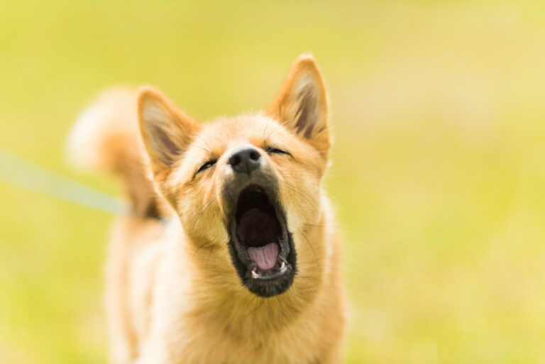 Subtle dog stress body language close