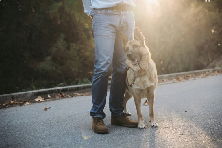 Dog practicing calm training owner outdoors