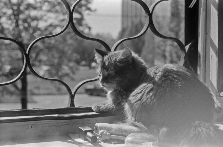 Cat windowsill soft