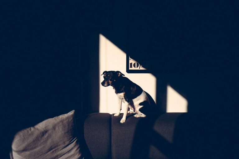 Person sitting dog