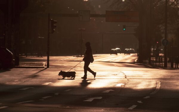 Simple pet care routines that make busy mornings easier