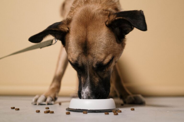 Cat eating bowl