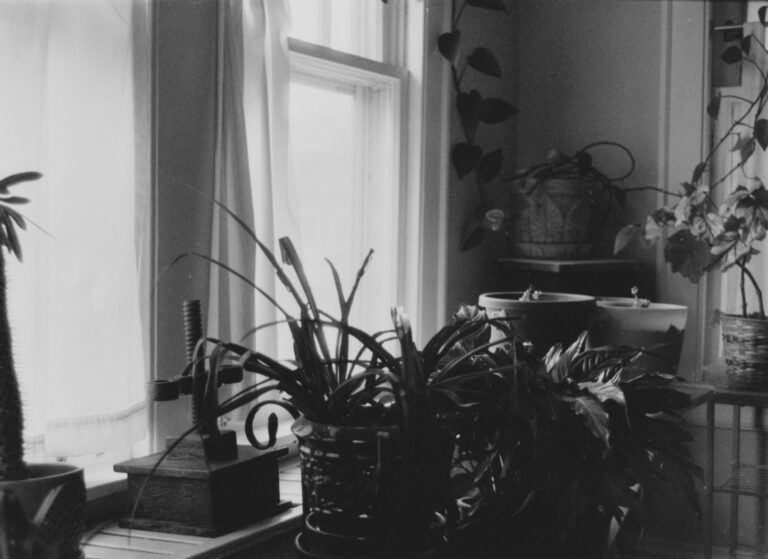 Open window indoor plants cozy living room detail