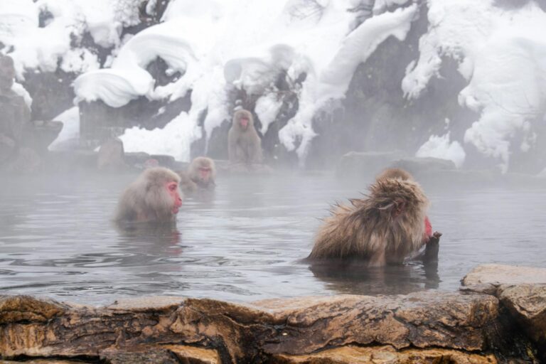 Japanese onsen outdoor hot spring bath snow detail