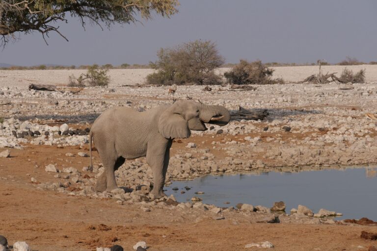 Etosha national park