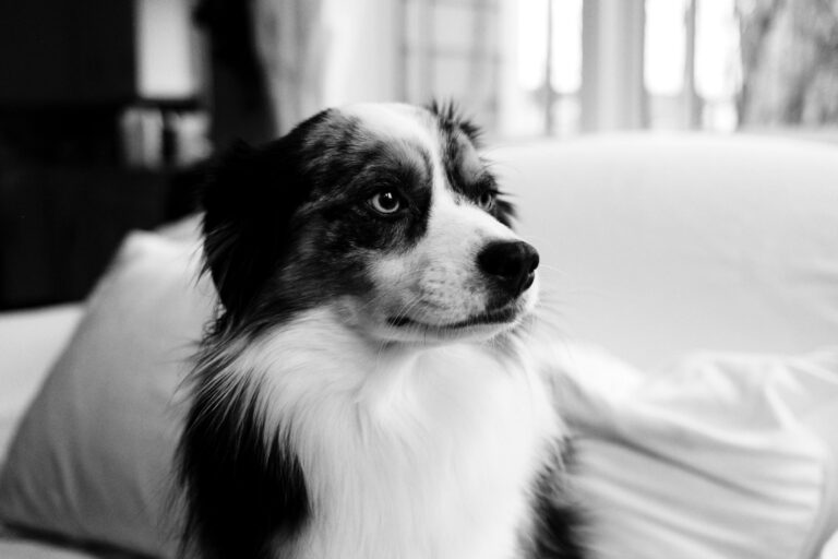 Nervous dog practicing recall indoors