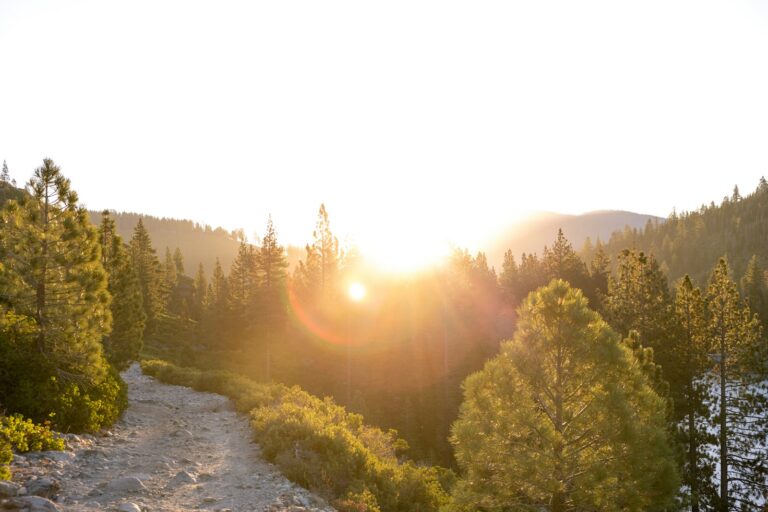 Forest trail runners