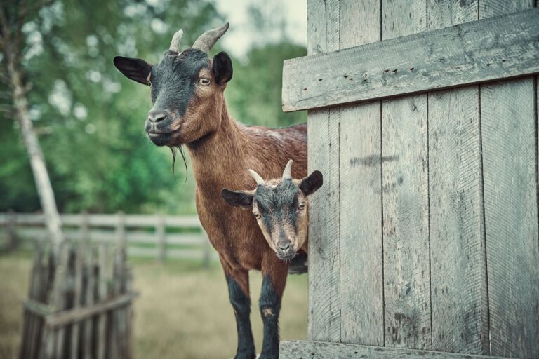 Family farm stay