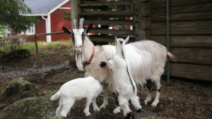 How to plan a family-friendly farm stay holiday that everyone will remember