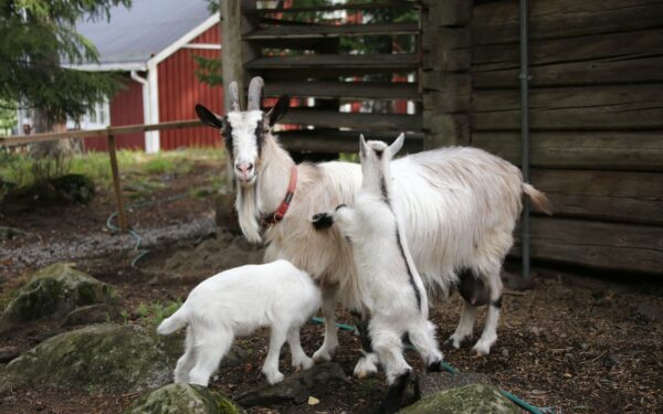 How to plan a family-friendly farm stay holiday that everyone will remember
