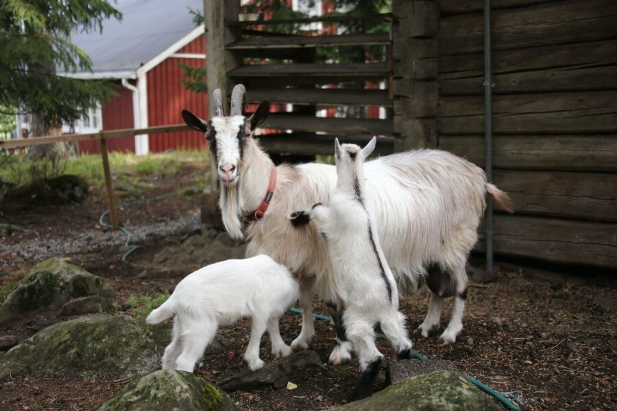 Family farm stay