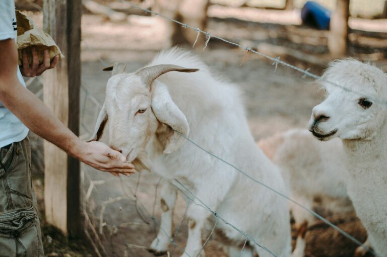 Child feeding goat