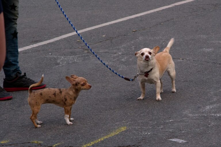 Dog meeting visitor leash without jumping