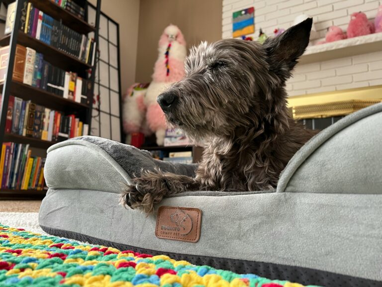 Dog lying mat living room during training