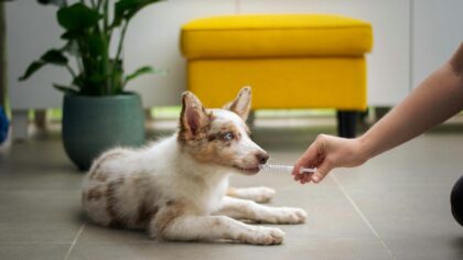 How to teach your dog a calm stay for everyday life