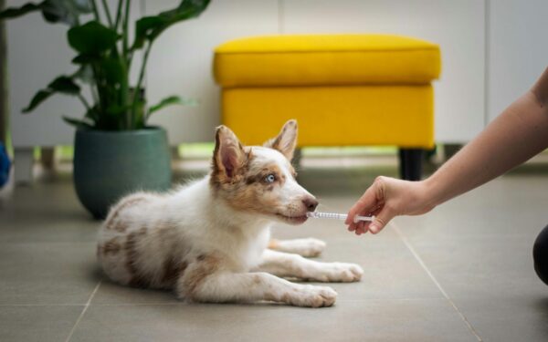 How to teach your dog a calm stay for everyday life