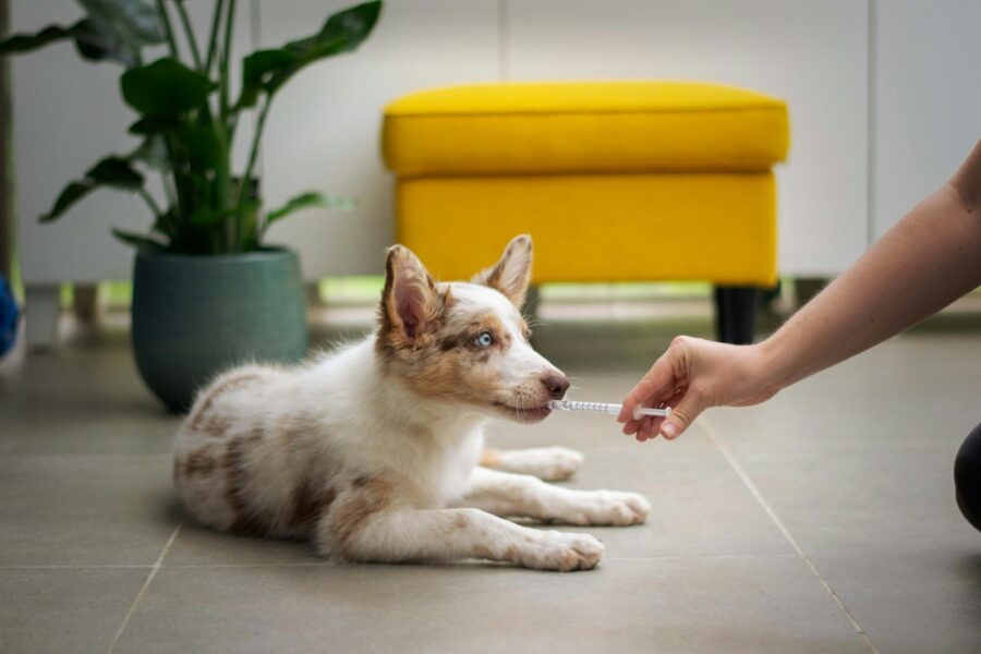 Owner training dog stay indoors