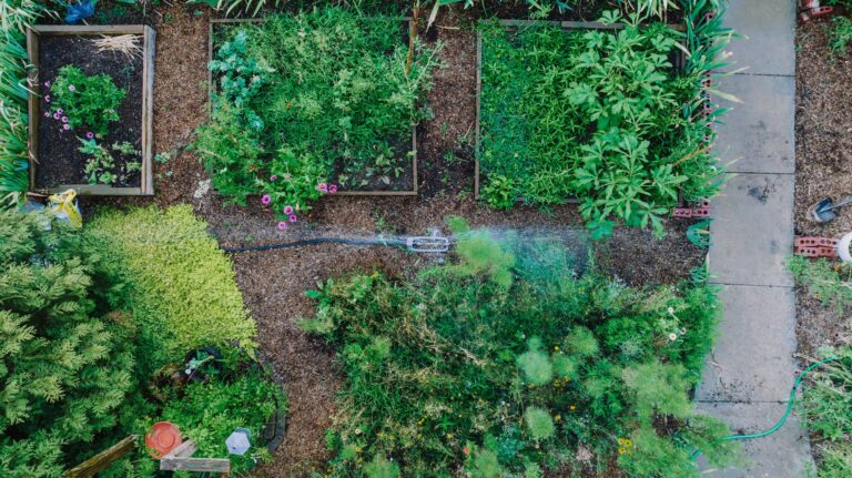 City rooftop herb